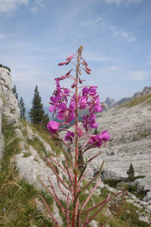 Haut De Chalet 6 P Villard De Lans Εξωτερικό φωτογραφία